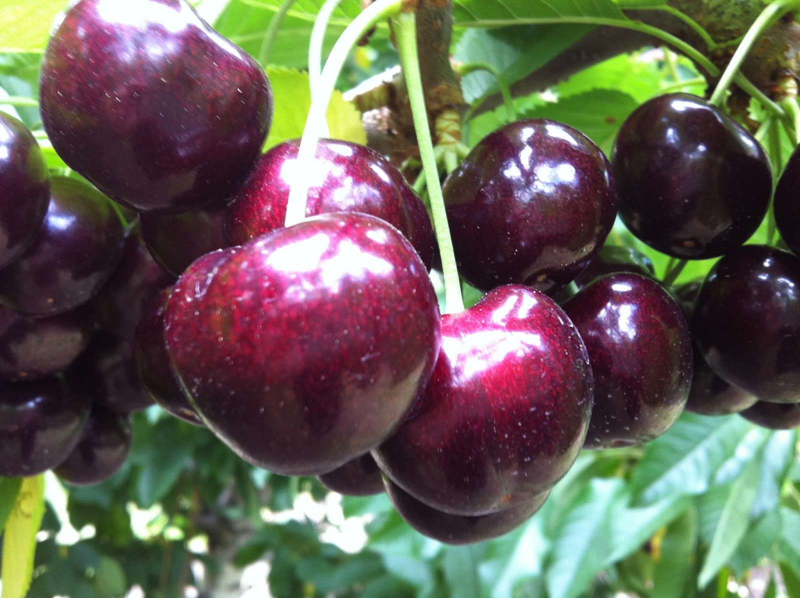 Produce Clerk The Produce Clerks Handbook by RICK CHONG