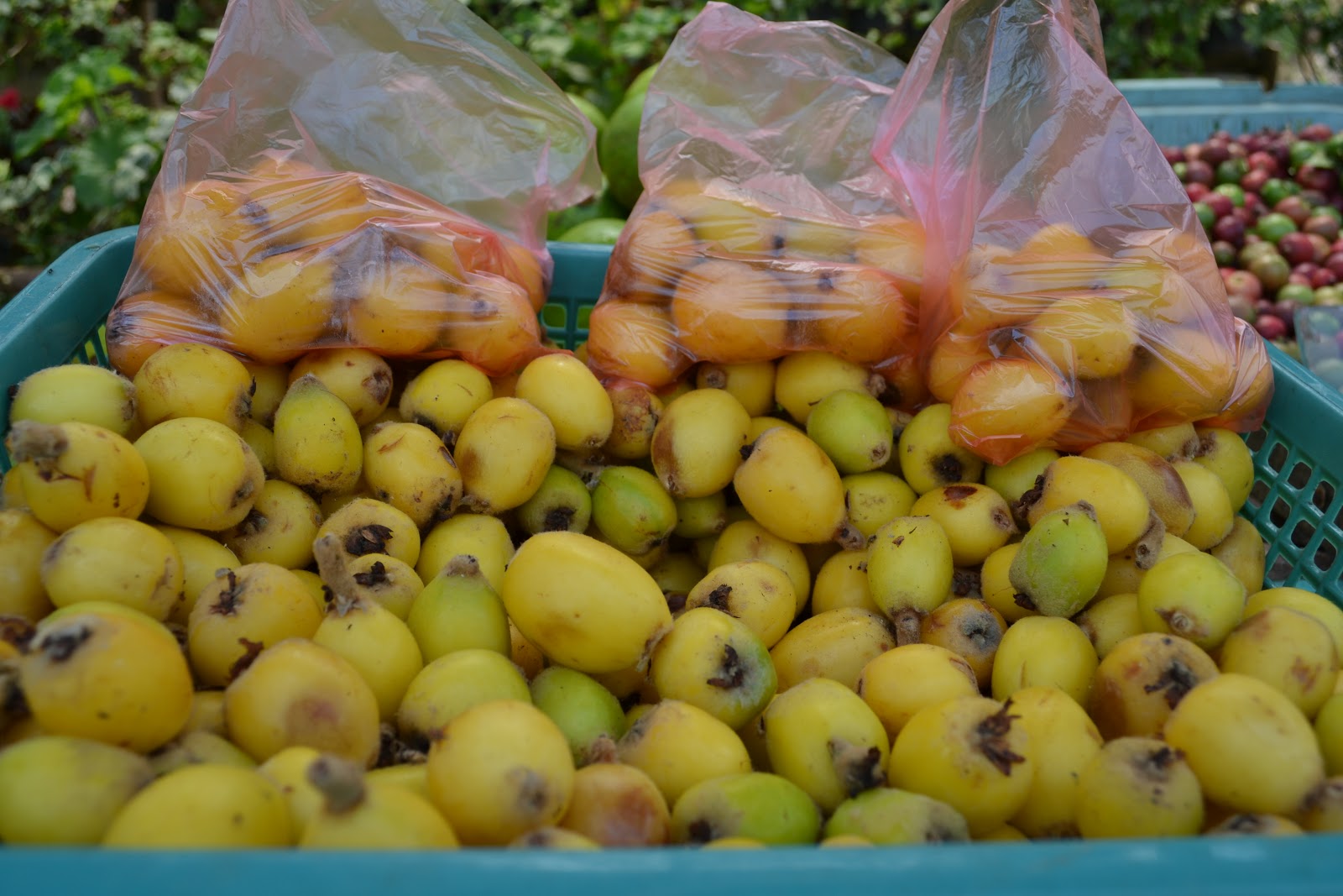 Culinary Wanderlust Fruity Fridays Sri Lankan mystery fruit number one!