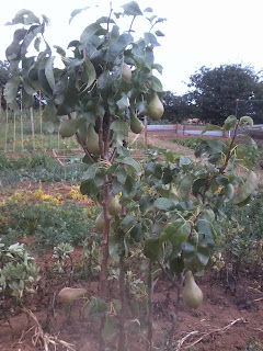 conference pear