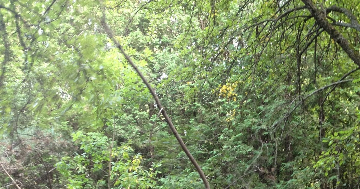 The Summer Homestead Discoveries Ontario Pear Trees