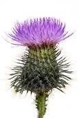 Flower of Scotland