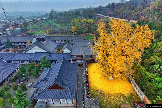 1400 Year Old Chinese Ginkgo Tree Drops an Ocean of Golden Leaves
