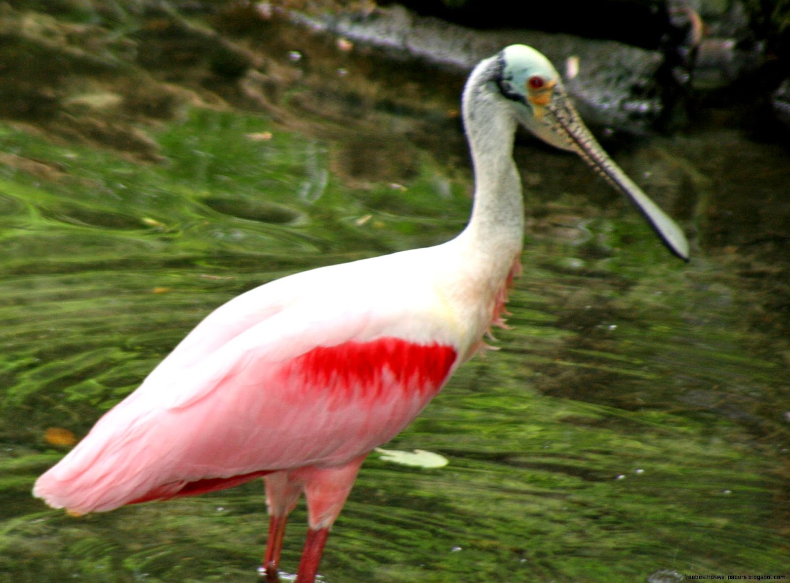 Everglades Florida Spoonbill Birds Everglades Florida Spoonbill Birds