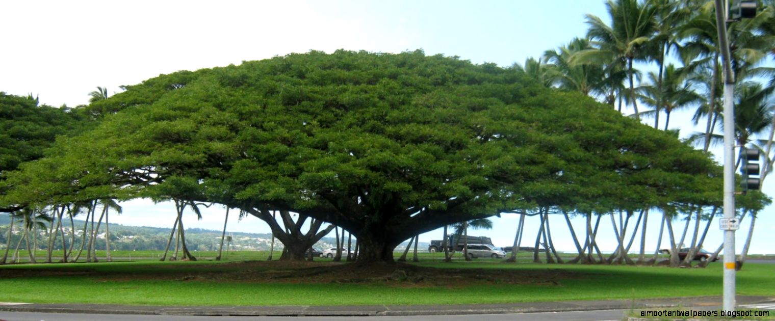 Garden Guy Hawaii Why is a Rain Tree Called a Rain Tree Garden Guy Hawaii Why is a Rain Tree Called a Rain Tree