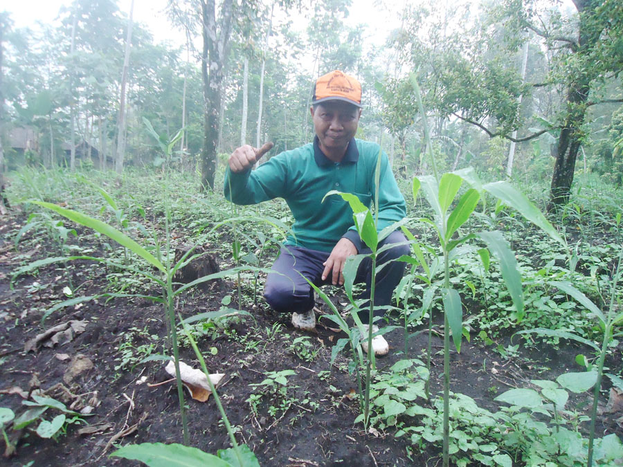 Berita ttg Harga Jahe Merah Gajah Aktual