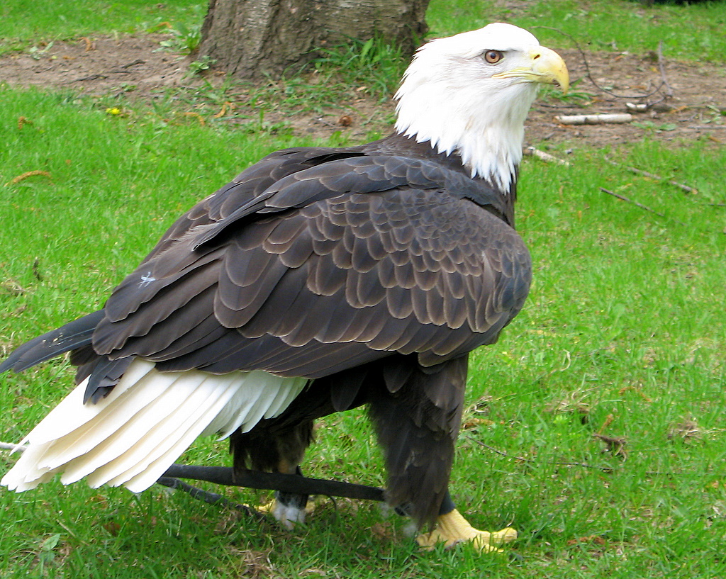 World Beautiful Birds : The Bald Eagle | Facts Information & Pictures