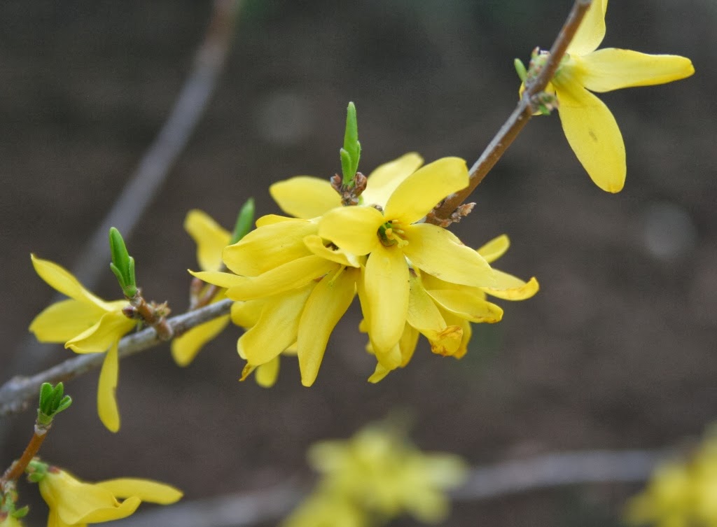 Nature On The Edge Of New York City Forsythia Showing Its Flashy