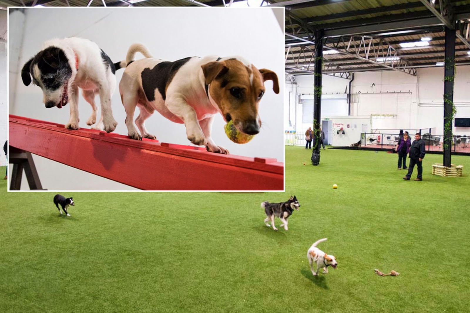 Kutya Játék Britain's 1st indoor dog park opens...