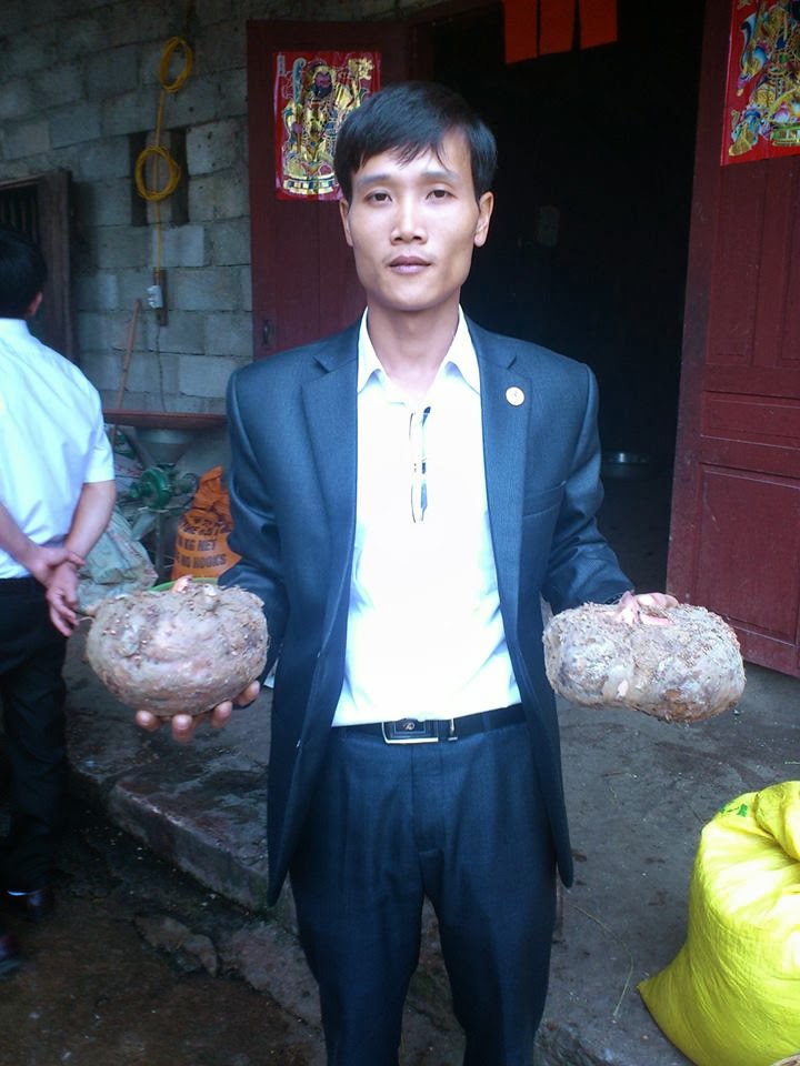 Mua Bán Củ Nưa