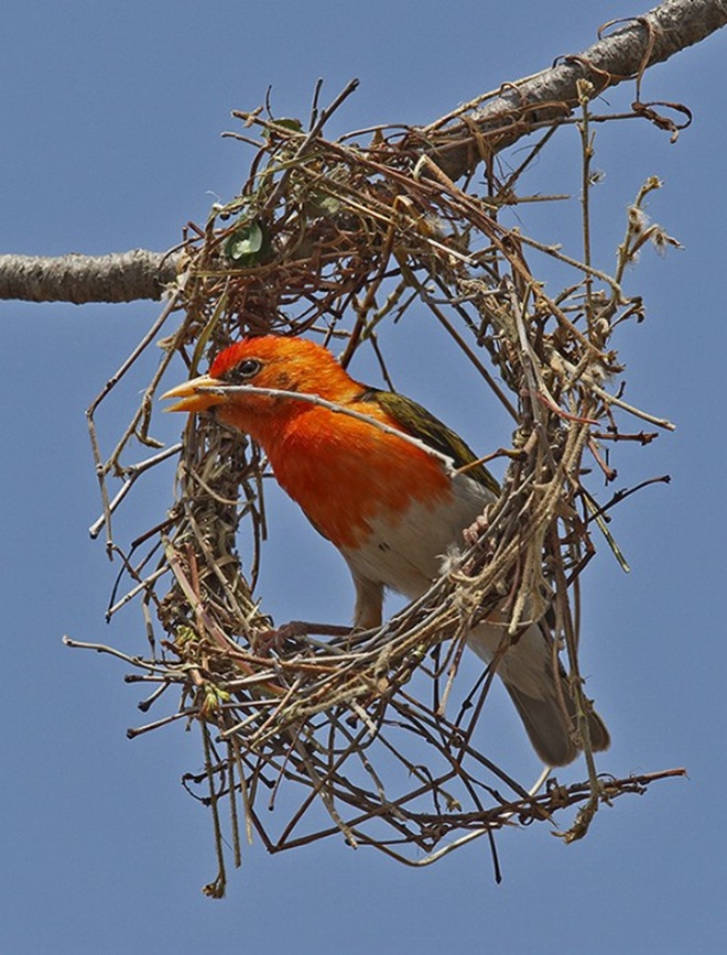 Birds 4 / Beautiful Bird's Clicks 4 WallPapers