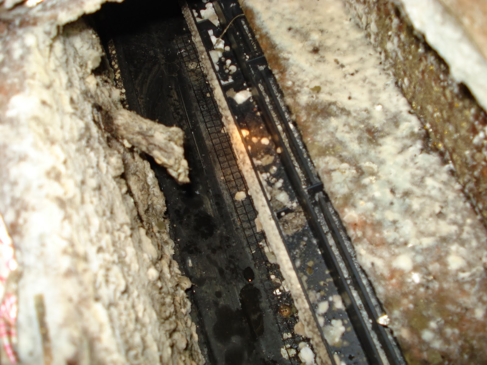 Salisbury News A Letter To The Editor Growing Mold Problem At