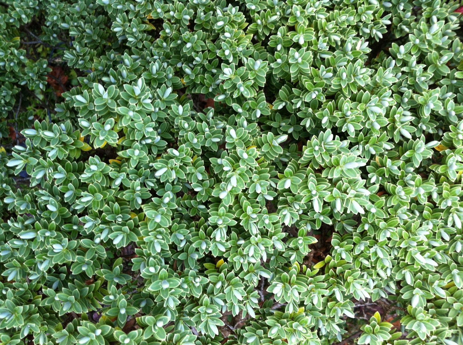 Horticulture Plant identification, Care and Maintenance