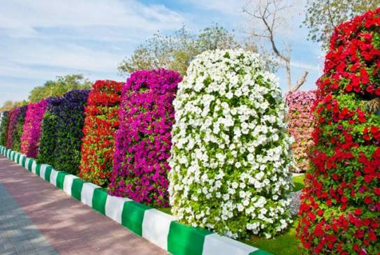Al-Ain Paradise garden park flower