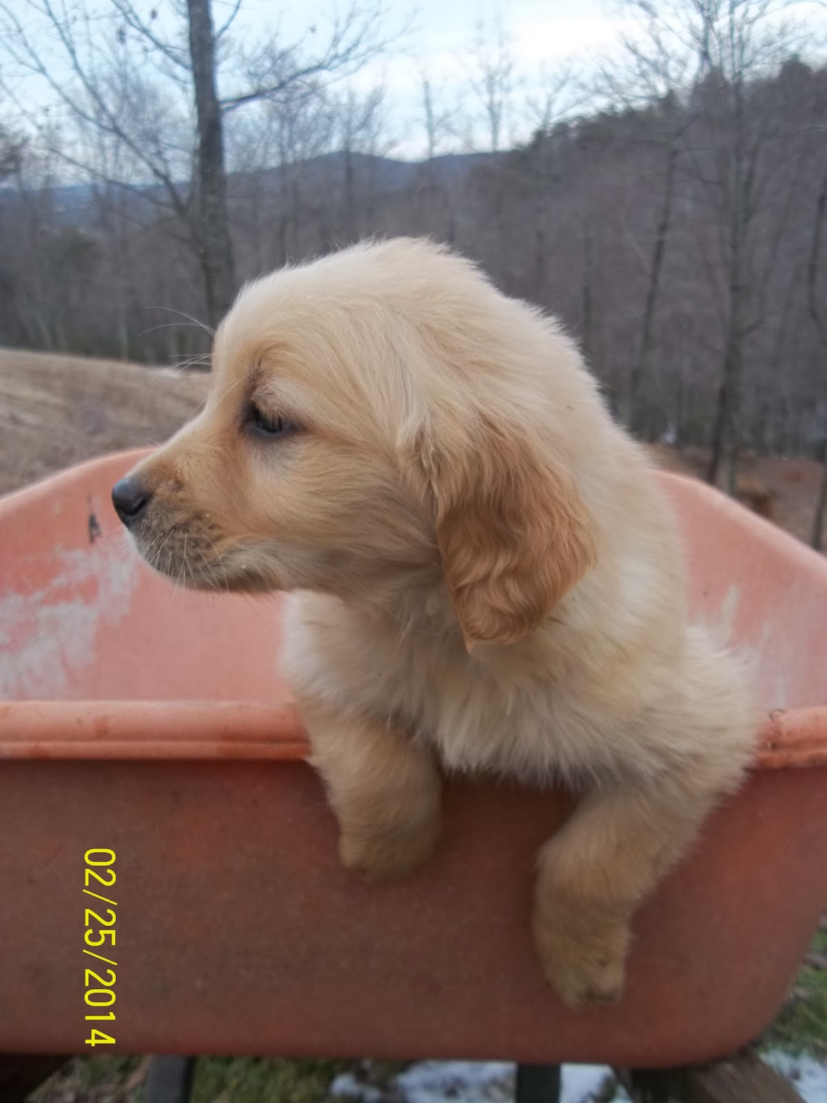 Golden Pups for Sale