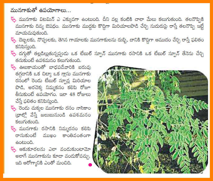 TELUGU WEB WORLD USES OF MULAGA TREE LEAVES MUNAGA AAKU