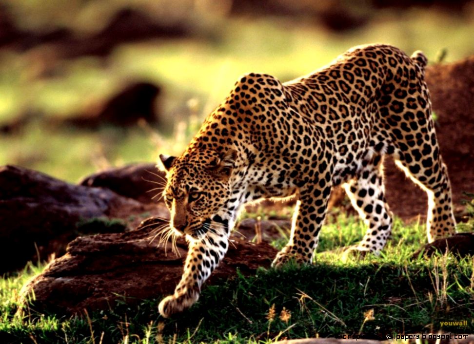 Wild AnimalFunny AnimalMating VideosPictures Wild AnimalFunny AnimalMating VideosPictures
