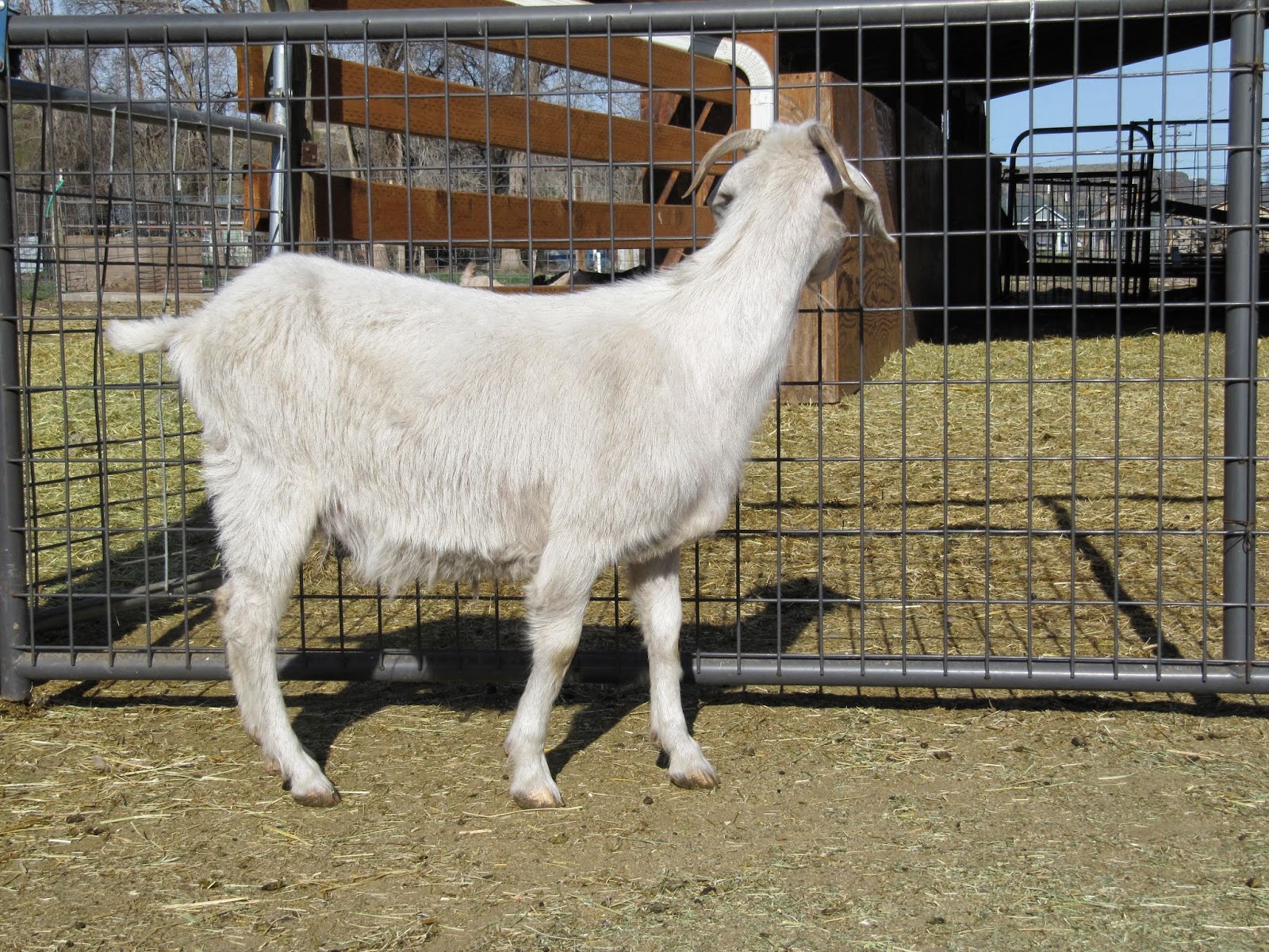LIBERTY FARM CASHMERE GOATS CASHMERE GOATS FOR SALE