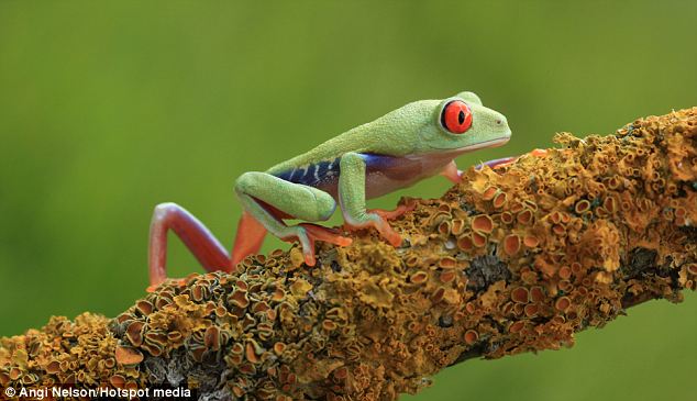 Pictures Of Frogs To Colour. A pair of milk frogs,