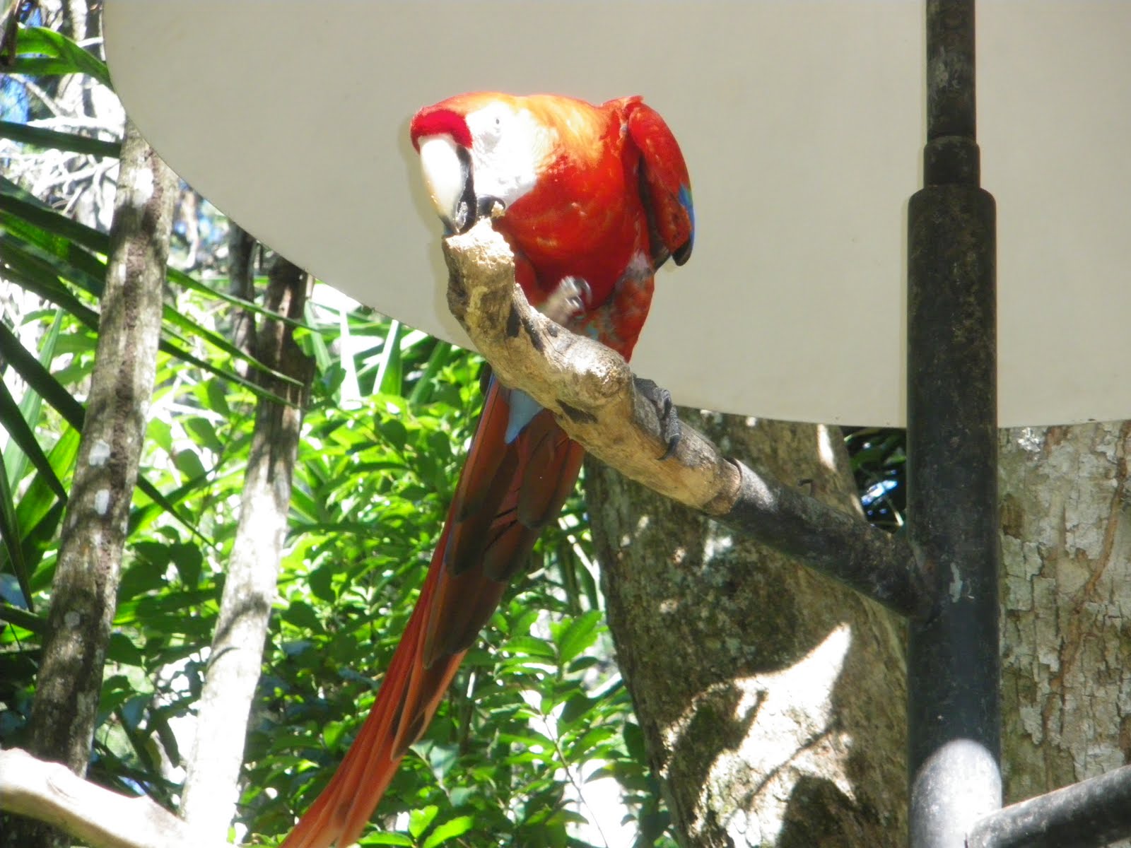 Rauhala Ramblers Zoo AveCosta Rica