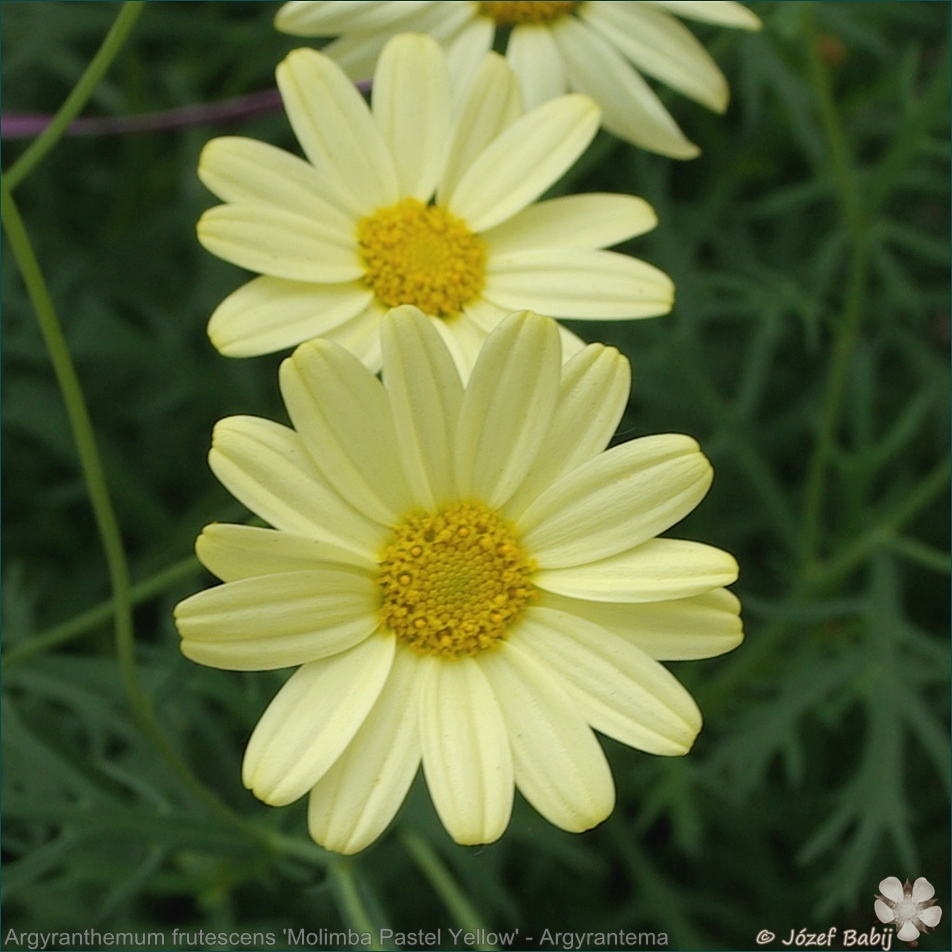Argyranthemum frutescens 'Molimba Pastel Yellow' - Argyrantema krzewiasta