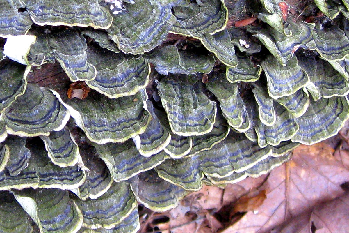 K R Smith This Week S Free Photo The Fungus Among Us