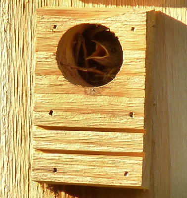 Baby Wren says Feed Me