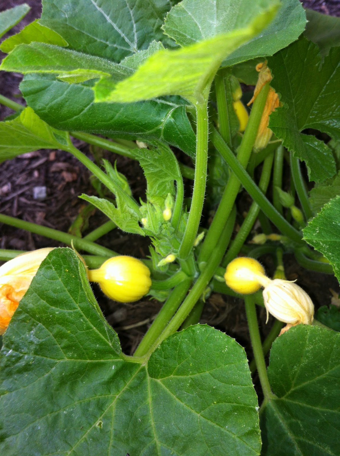 Victory Garden on the Golf Course May 2012