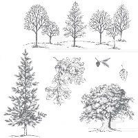 Lovely as a Tree Stamp Set.