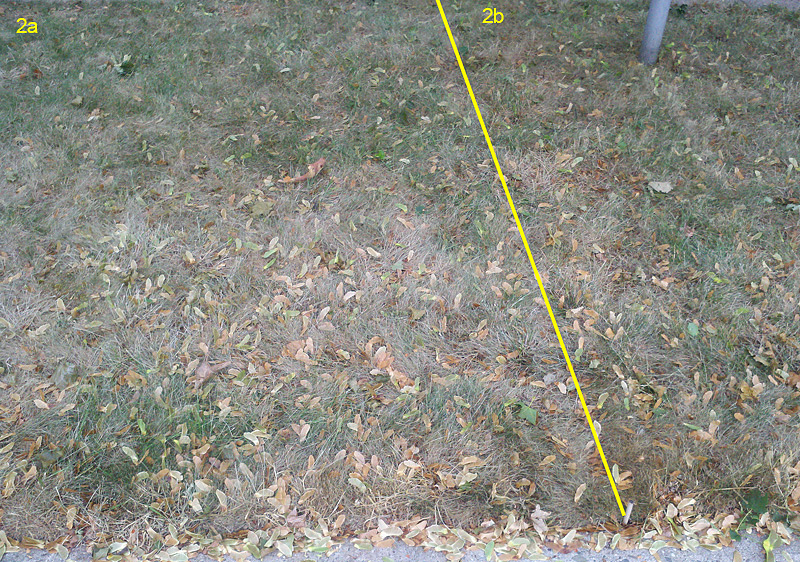 Organic Lawn Renovation BurnOut II VS Nature's Avenger