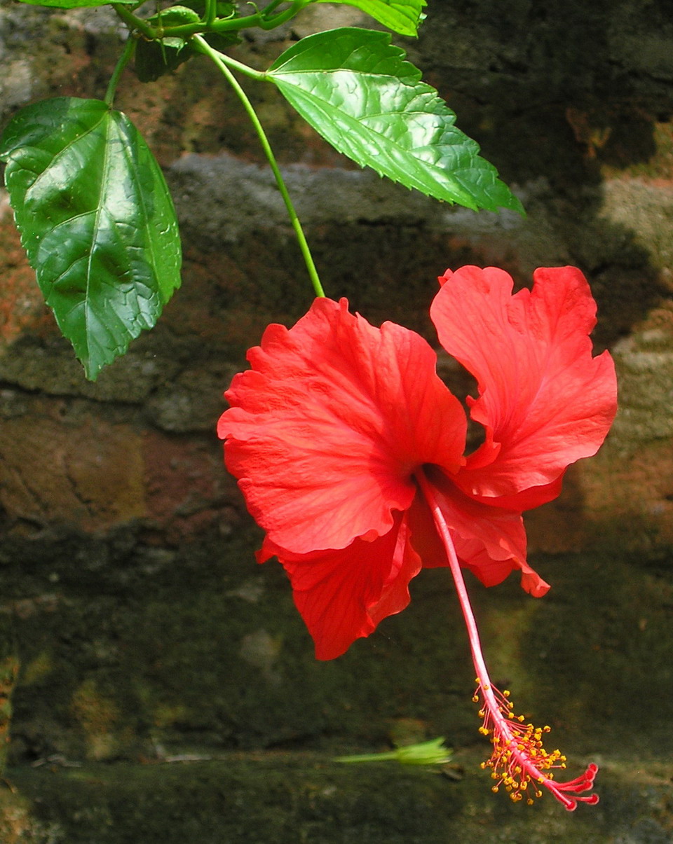 Our food plants ఆహారంగా ఉపయోగ పడే మొక్కలు Pollination an amazing