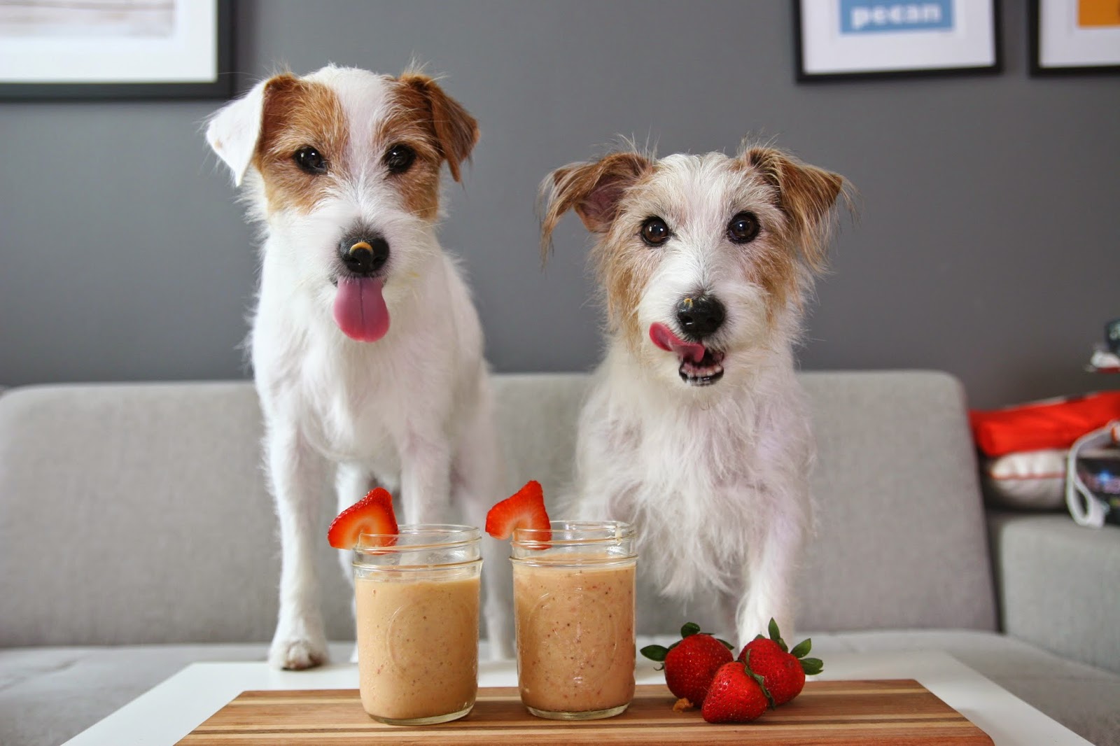 Dogfriendly Smoothie Sam, Pecan and Pippin Dog blog Singapore