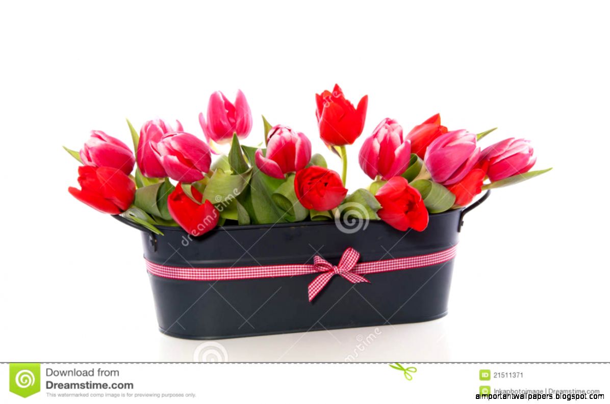 Red And Dark Pink Tulip Flowers Stock Image Image 21511371 Red And Dark Pink Tulip Flowers Stock Image Image 21511371
