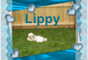 Lippy ( Little One)