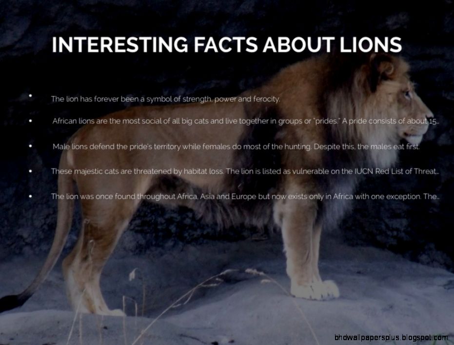 Fun Facts Lions Wallpapers HD Desktop Fun Facts Lions Wallpapers HD Desktop