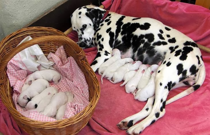 Beautiful Newborn Young Puppies of Dalmatian Dog
