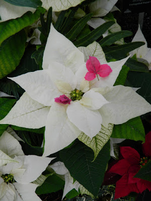 Allan Gardens Conservatory Christmas Flower Show 2015 white poinsettia by garden muses-not another Toronto gardening blog