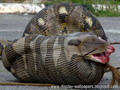 Great Anaconda Snake Wallpapers