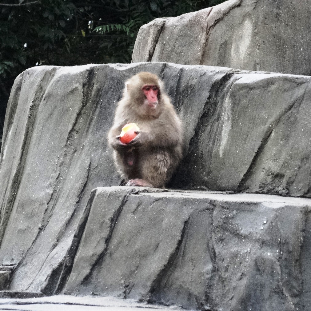 福岡市動物園ブログ 申 さる を学ぶ 今日12 17の西日本新聞朝刊