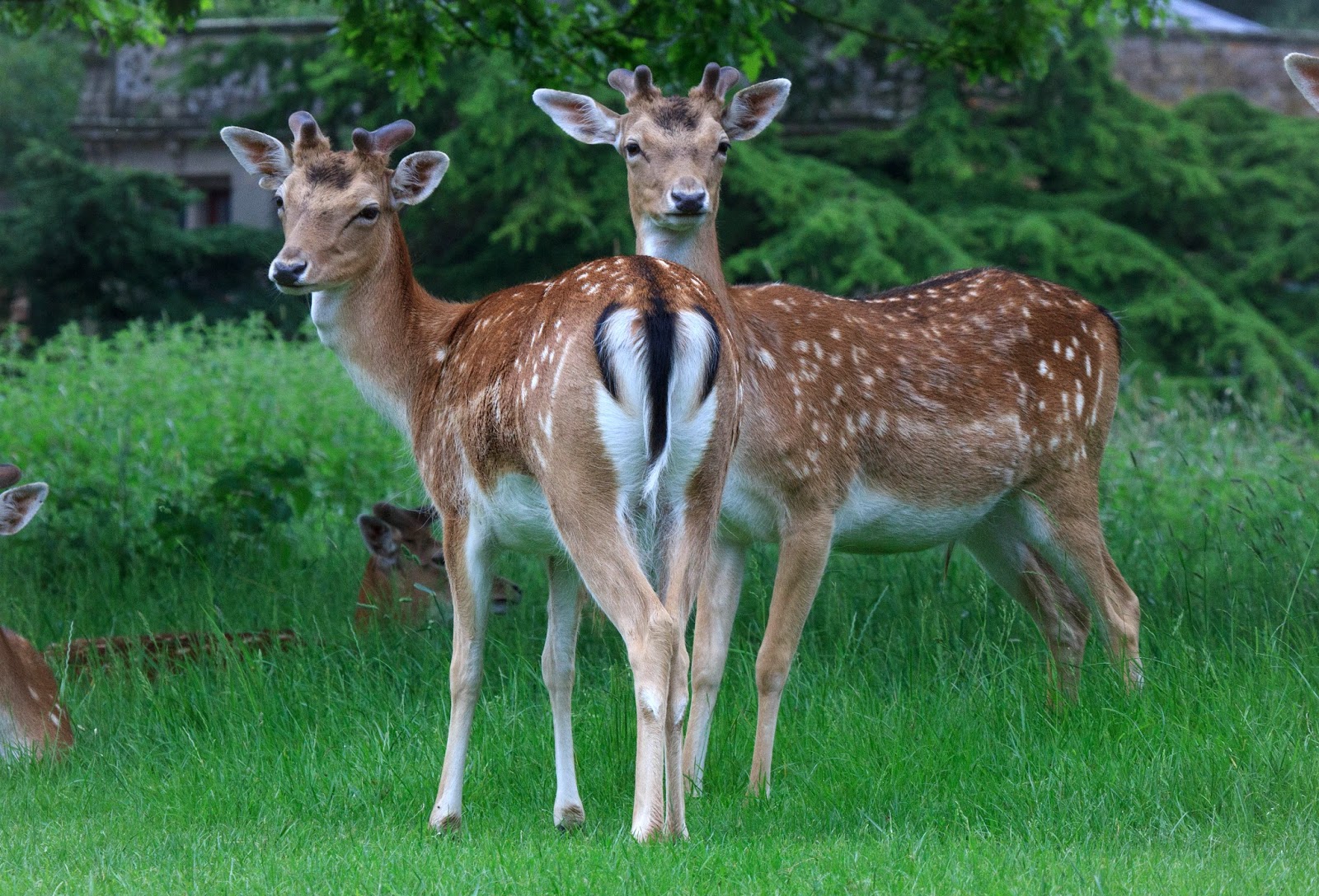 Escapes and Photography Coming full circle, Fallow deer at Charlecote Park