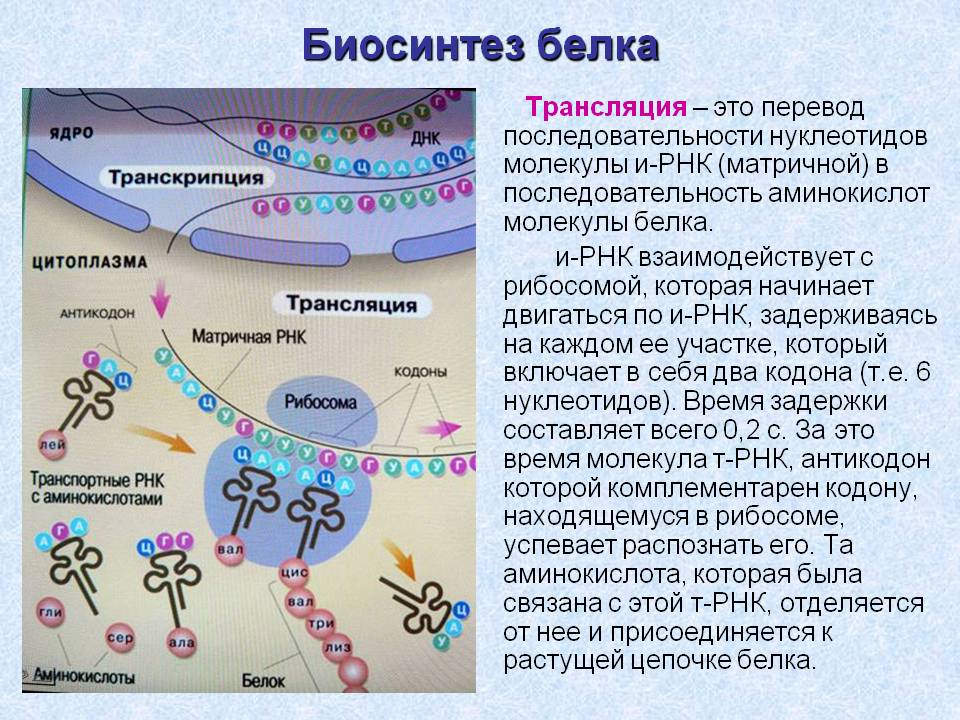С биосинтезом белков связаны С биосинтезом белков связаны