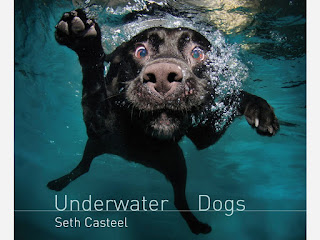 Portada libro de Seth Casteel. Underwater Dogs