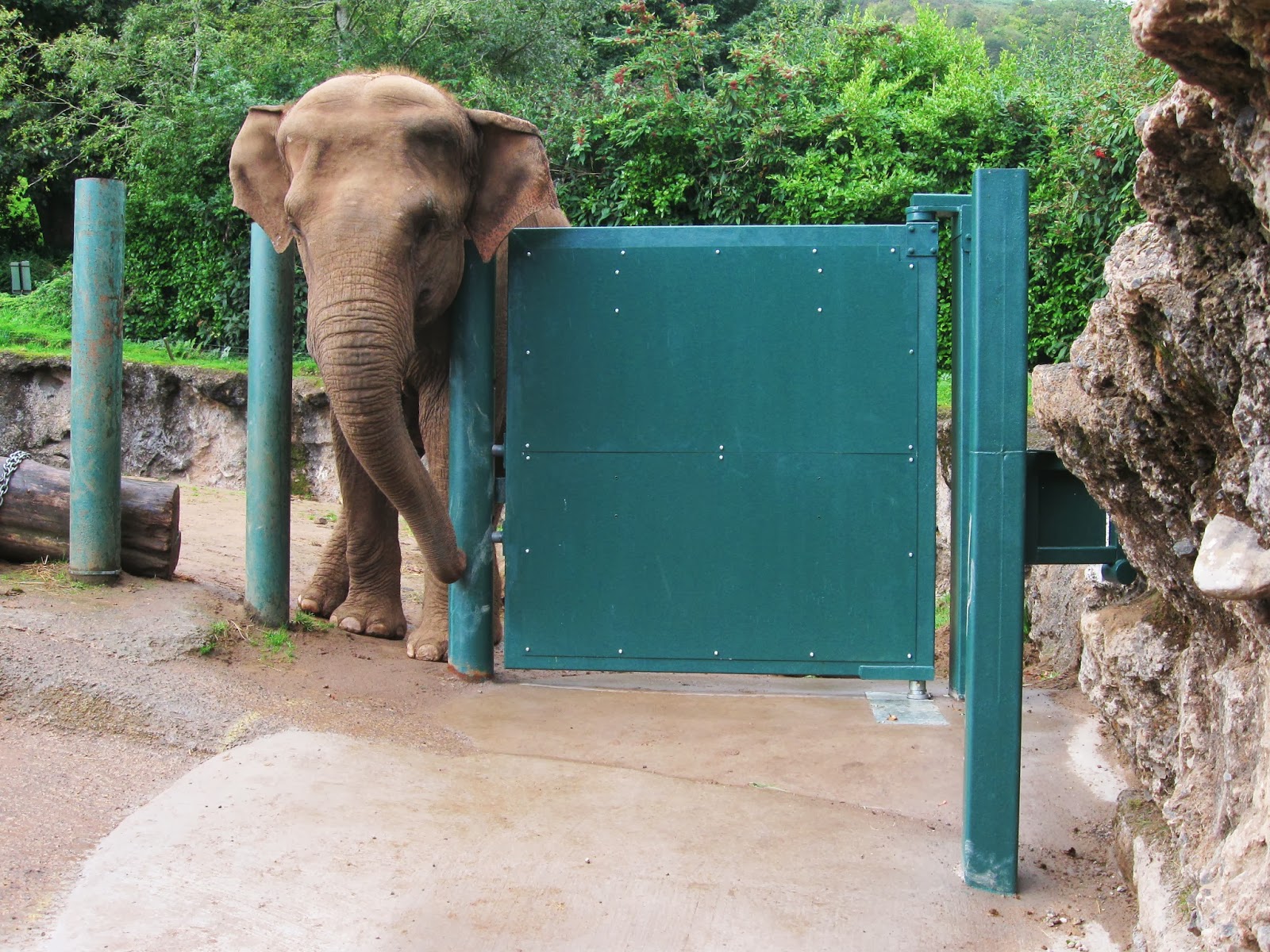 The Door Industry Journal Securing Asian Elephants at Belfast Zoo