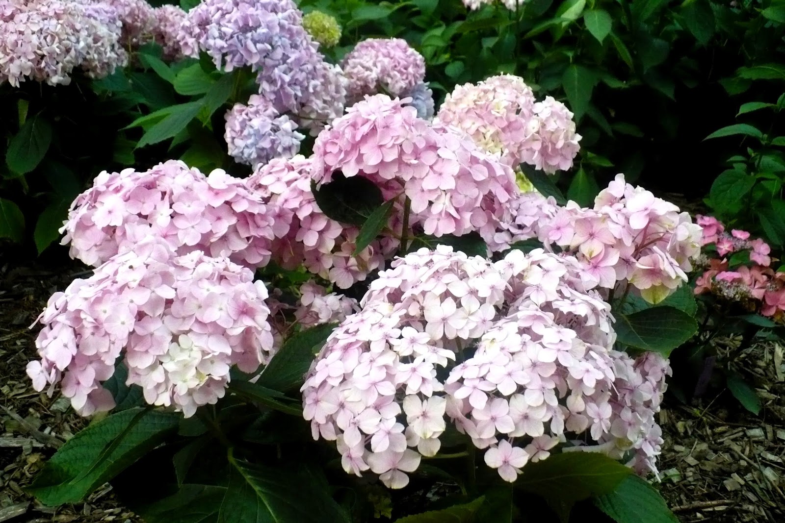Hydrangea, Hortensja Hydrangea macrophylla (Hortensja ogrodowa) 'Mini