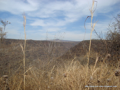 abajo se esconde un buen cañón... Matatlán