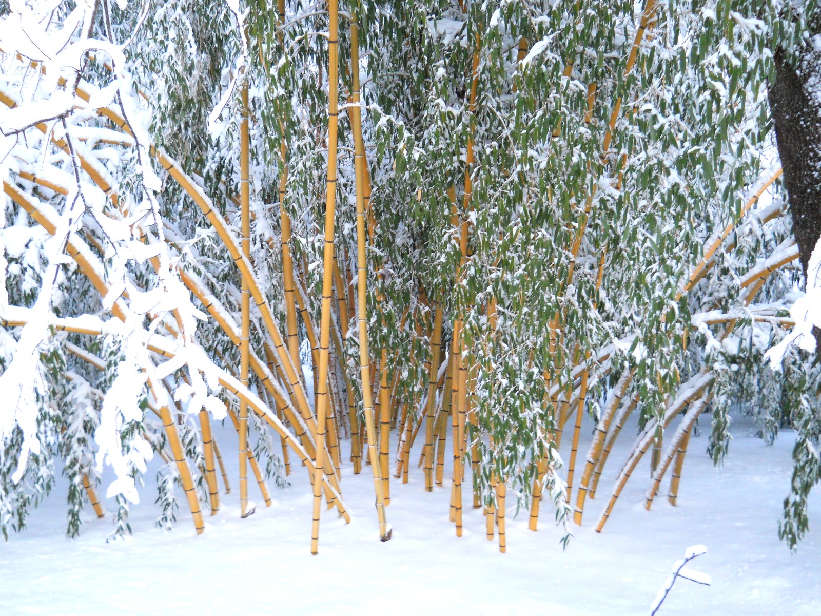 Bill's Big Bamboo WINTER BAMBOO DAMAGE