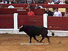 OVIEDO TOROS