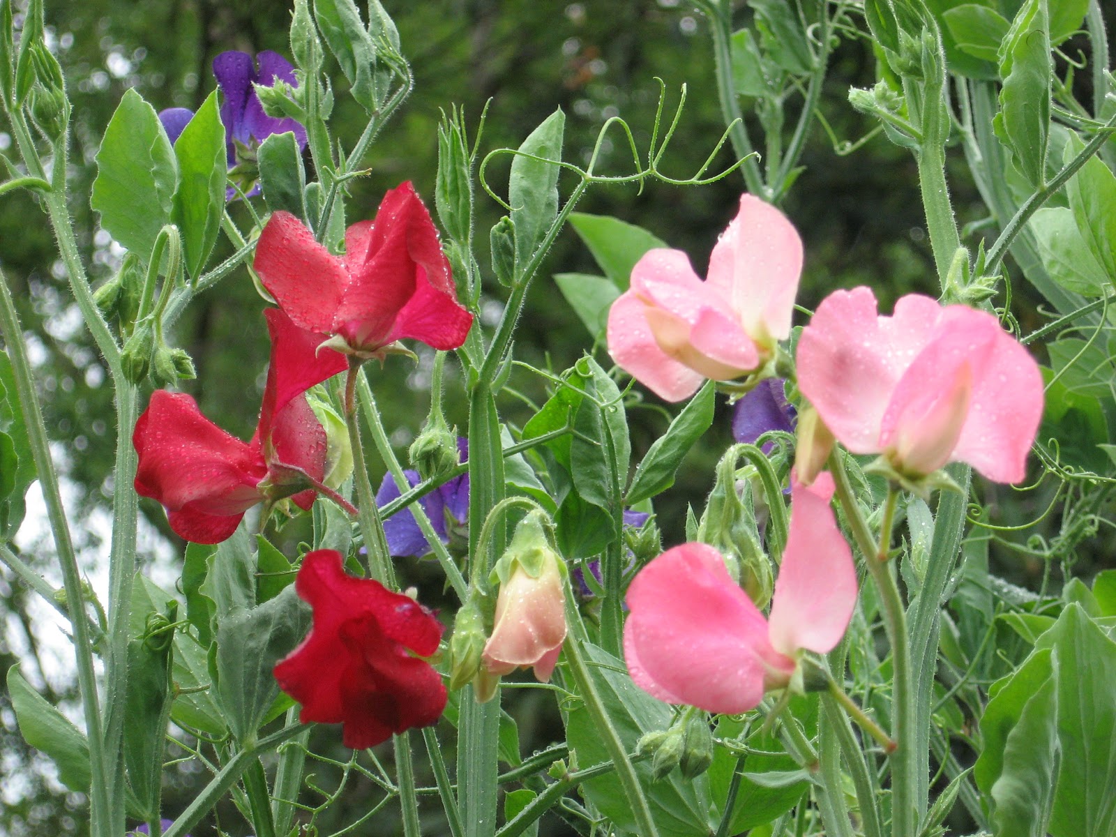 garden thymes heavenly sweet peas garden thymes heavenly sweet peas