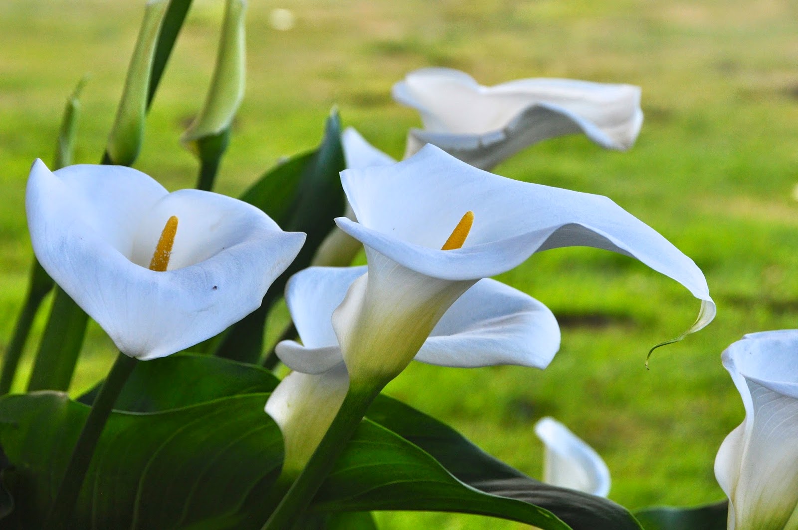 LuAnn Kessi Inspiration….from the flower beds