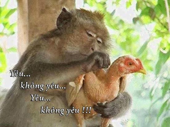 Ảnh chế hài hước câu LIKE Facebook siêu bựa Ảnh chế hài hước câu LIKE Facebook siêu bựa