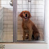 Τα νέα σπίτια έχουν μπάνιο για σκύλους...